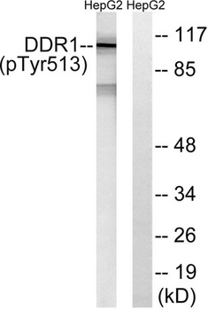 DDR1 (phospho-Tyr513) antibody