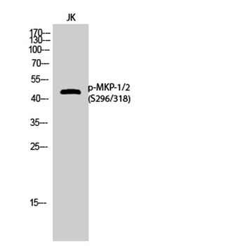 MKP-1/2 (phospho Ser296/318) rabbit pAb
