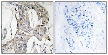 MKP-1/2 (phospho Ser296/318) rabbit pAb