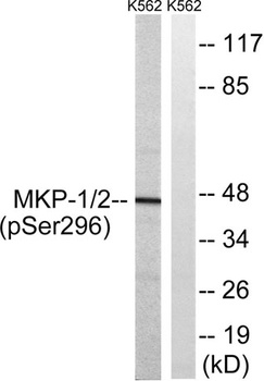 MKP-1/2 (phospho-Ser296/318) antibody