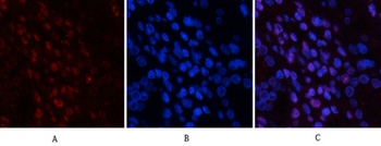 JNK1/2/3 (phospho-Tyr185) antibody