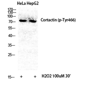Cortactin (phospho-Tyr466) antibody