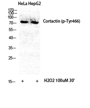 Cortactin (phospho Tyr466) rabbit pAb