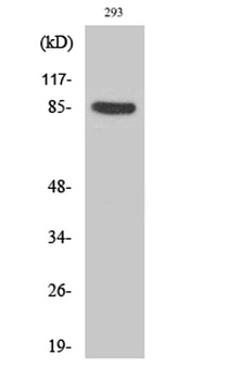 Cortactin (phospho Tyr466) rabbit pAb