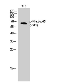 NF kappa B-p65 (phospho-Ser311) antibody
