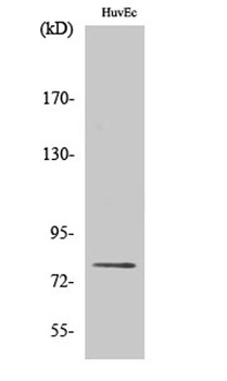 PKC delta (phospho-Ser645) antibody