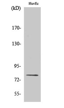 PKC δ (phospho Ser645) rabbit pAb