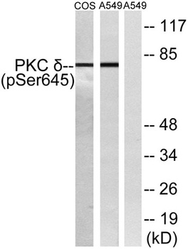 PKC delta (phospho-Ser645) antibody