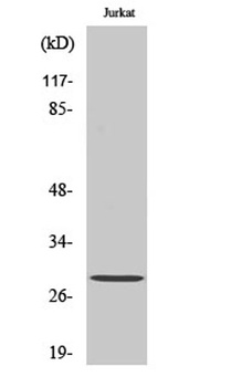 14-3-3 ζ (phospho Ser58) rabbit pAb