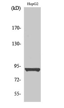 HSP90β (phospho Ser254) rabbit pAb