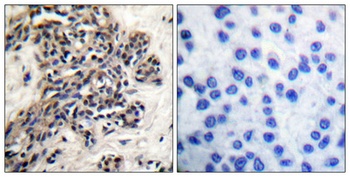 HSP90β (phospho Ser254) rabbit pAb
