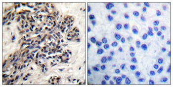 HSP90beta (phospho-Ser254) antibody