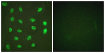 MEF-2 (phospho-Ser408) antibody