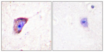 TH (phospho-Ser19) antibody