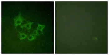 Cot (phospho Thr290) rabbit pAb