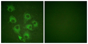 Crk-L (phospho-Tyr207) antibody