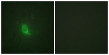 Separase (phospho-Ser801) antibody