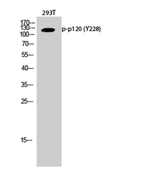 p120 (phospho-Tyr228) antibody