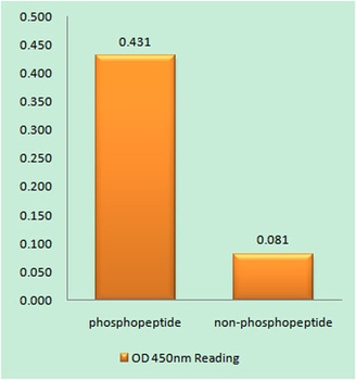 p120 (phospho-Tyr228) antibody