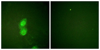 p120 (phospho Tyr228) rabbit pAb
