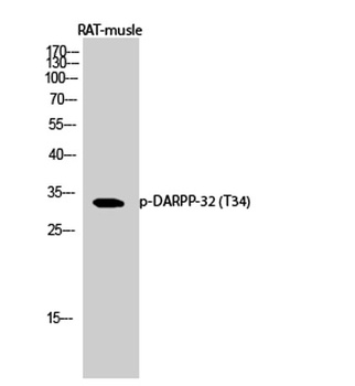 DARPP-32 (phospho Thr34) rabbit pAb