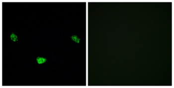 HNF4-α (phospho Ser313) rabbit pAb