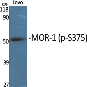 MOR-1 (phospho Ser375) rabbit pAb