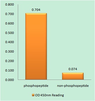 MOR-1 (phospho Ser375) rabbit pAb