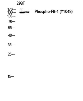 Flt-1 (phospho Tyr1048) rabbit pAb