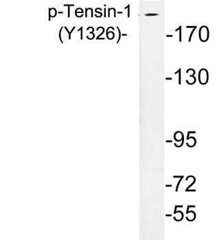 Tensin-1 (phospho-Tyr1326) antibody