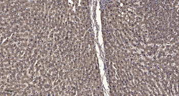 Rad17 (phospho Ser646) rabbit pAb