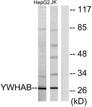 14-3-3 β rabbit pAb