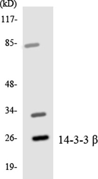 14-3-3 beta antibody