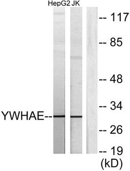 14-3-3 ε rabbit pAb