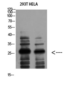 14-3-3 ζ rabbit pAb
