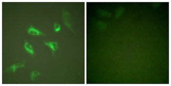 14-3-3 ζ rabbit pAb