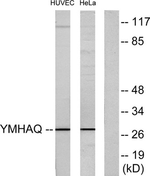 14-3-3 Theta antibody