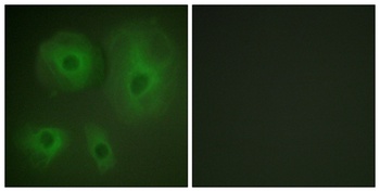 14-3-3 θ/τ rabbit pAb