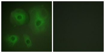 14-3-3 Theta/Tau antibody