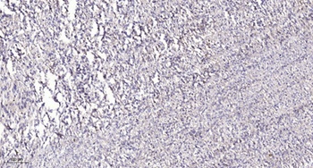 14-3-3 θ/τ rabbit pAb