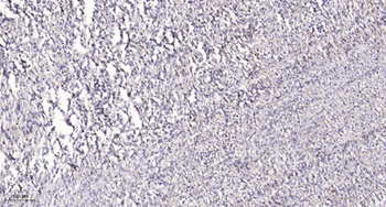 14-3-3 Theta/Tau antibody