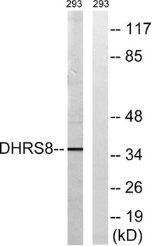 17beta-HSD11 antibody