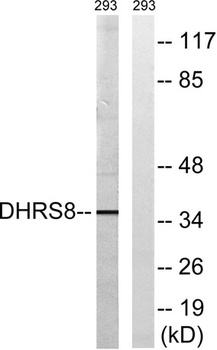 17β-HSD11 rabbit pAb