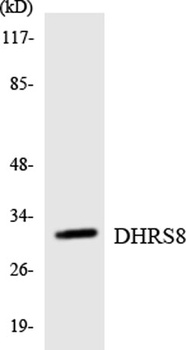 17β-HSD11 rabbit pAb