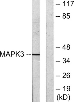 3pK rabbit pAb