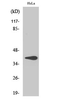 3beta-HSD7 antibody