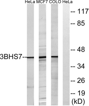 3β-HSD7 rabbit pAb