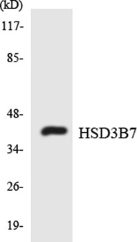 3β-HSD7 rabbit pAb
