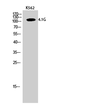 4.1G antibody