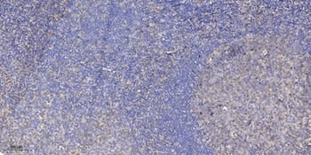 4.1G rabbit pAb